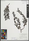 Foto von Salix repens subsp. repens L.